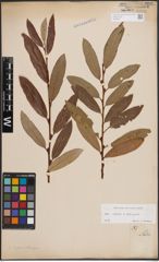 Foto von Salix caprea L. x Salix eleagnos Scop.